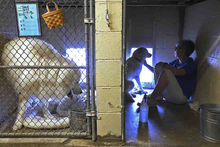 Connie Miller sits with "Ruby" to help her relax in her new home at The New Beginnings Kennel, a National Pyrenees Recue Center in Springfield. "Ruby" was one of 89 dogs rescued from a South Korean dog meat farm by an US skier during the recent Winter Olympics.   (Bill Lackey / Springfield News-Sun)